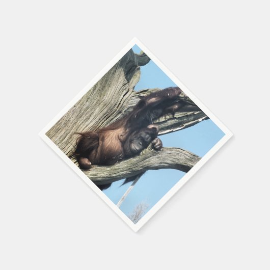 ORANGUTANS SERVETTEN (Hoek)