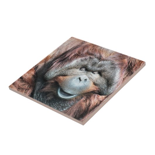 ORANGUTANS TEGELTJE (Zijkant)