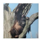 ORANGUTANS TEGELTJE (Voorkant)