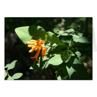 Oranje