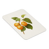  Oranje Abrikozen Waterverf Tekening Magneet (Rechterzijde)