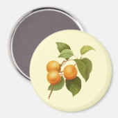  Oranje Abrikozen Waterverf Tekening Magneet (Voorkant / Achterkant)