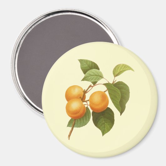  Oranje Abrikozen Waterverf Tekening Magneet (Voorkant / Achterkant)