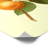  Oranje Abrikozen Waterverf Tekening Poster (Hoek)