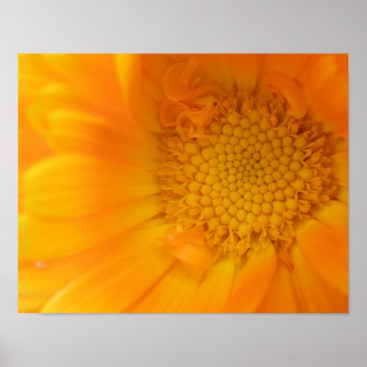 Oranje Afdruk van Flamingo in Macro Poster (Voorkant)