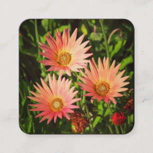 Oranje Afrikaanse Daisies Vierkante Visitekaartje