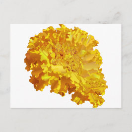 Oranje Afrikoos Briefkaart