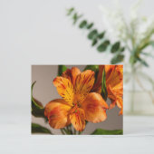 Oranje alstroemeria lelie briefkaart (Staand voorkant)