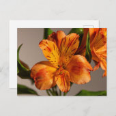 Oranje alstroemeria lelie briefkaart (Voorkant / Achterkant)