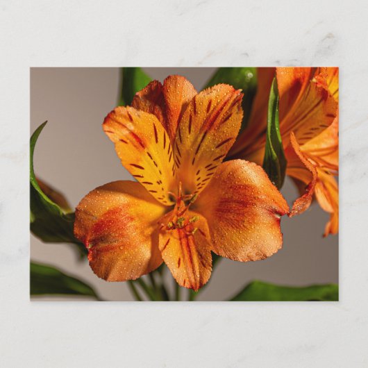 Oranje alstroemeria lelie briefkaart (Voorkant)
