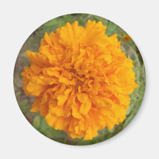 Oranje anjermagneten magneet (Voorkant)