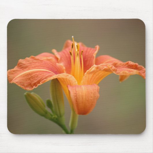 Oranje asiatische Lilie Muismat (Voorkant)