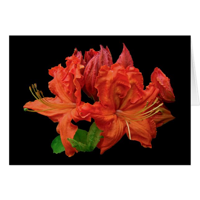 Oranje Azalea Blossom (Voorkant Horizontaal)