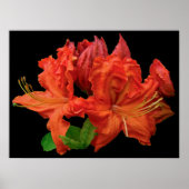 Oranje Azalea Blossom Poster (Voorkant)