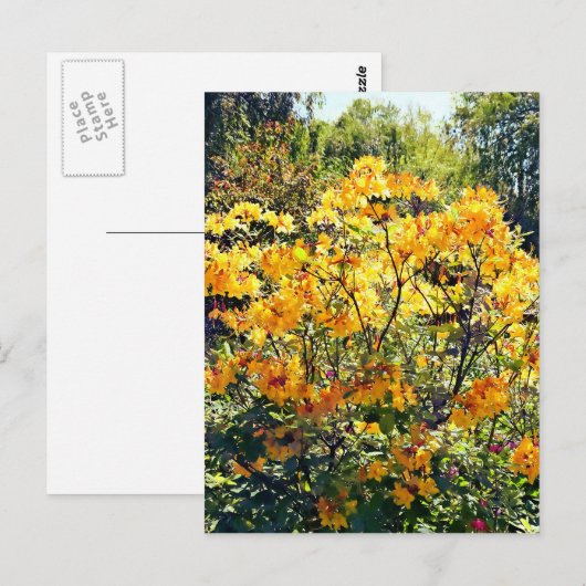 Oranje Azalea Briefkaart (Voorkant / Achterkant)