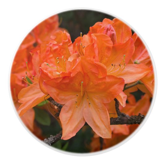 Oranje Azalea Rhododendron Flowers Keramische Knop (Voorkant)