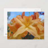 Oranje Azaleas Briefkaart (Voorkant / Achterkant)