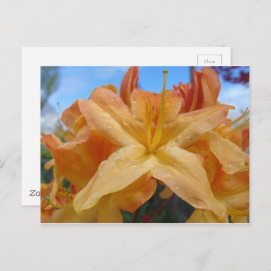 Oranje Azaleas Briefkaart (Voorkant / Achterkant)