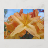 Oranje Azaleas Briefkaart (Voorkant)