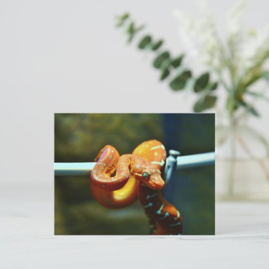 Oranje Ball Python Briefkaart (Staand voorkant)