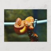 Oranje Ball Python Briefkaart (Voorkant)