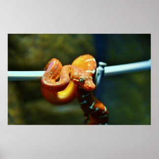 Oranje Ball Python Poster