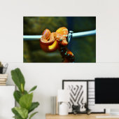 Oranje Ball Python Poster (Thuiskantoor)