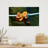 Oranje Ball Python Poster (Keuken)