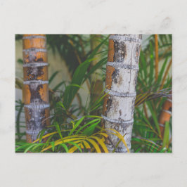 Oranje Bamboo Briefkaart