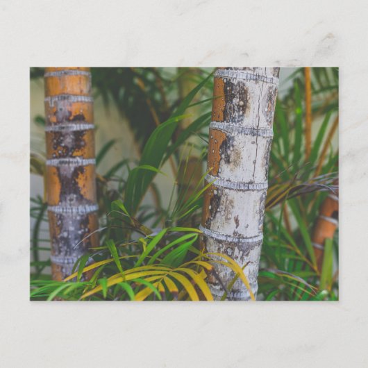 Oranje Bamboo Briefkaart (Voorkant)