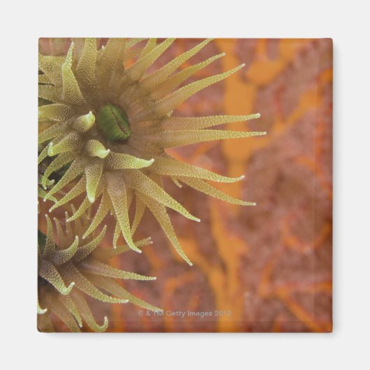 Oranje bekerkoraal magneet (Voorkant)