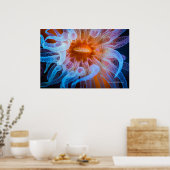 Oranje bekerkoraal poster (Keuken)