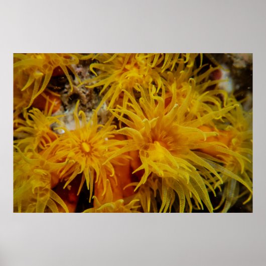 Oranje bekerkoraal poster (Voorkant)