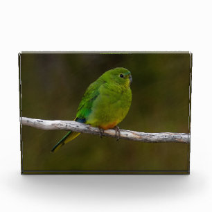 Oranje-bellied Parrot Bird Australië Fotoblokken