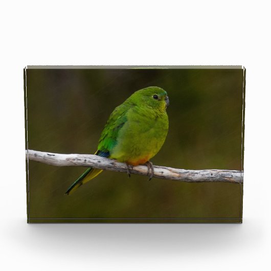 Oranje-bellied Parrot Bird Australië Fotoblokken (Voorkant)
