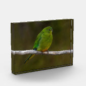 Oranje-bellied Parrot Bird Australië Fotoblokken (Links)