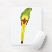 Oranje-bellied Parrot - Neophema chrysogaster Muismat (Met muis)
