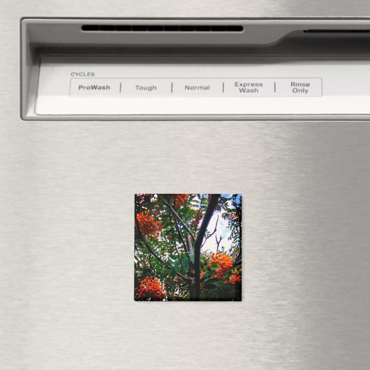 Oranje bessen magneet (Insitu (Vaatwasser))