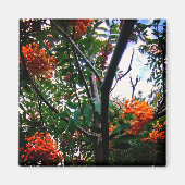 Oranje bessen magneet (Voorkant)