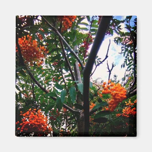 Oranje bessen magneet (Voorkant)