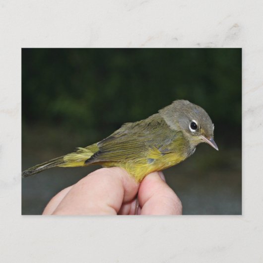 Oranje bewapende Warbler in hand Briefkaart (Voorkant)