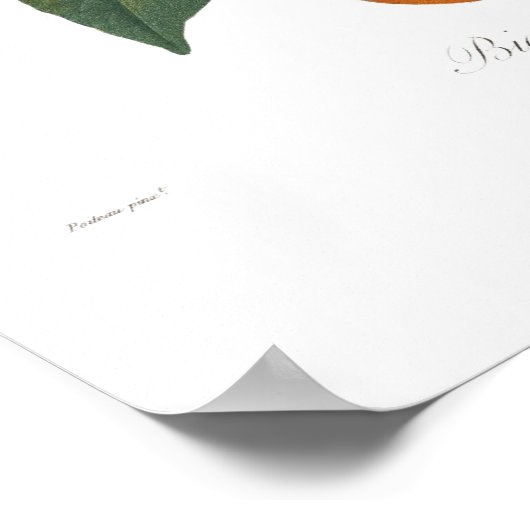 Oranje, Bigarrade violette Poster (Hoek)