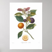 Oranje, Bigarrade violette Poster (Voorkant)