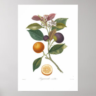 Oranje, Bigarrade violette Poster