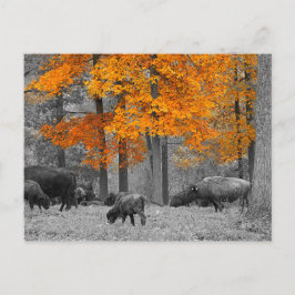 Oranje Bison Briefkaart