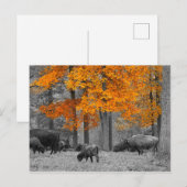 Oranje Bison Briefkaart (Voorkant / Achterkant)