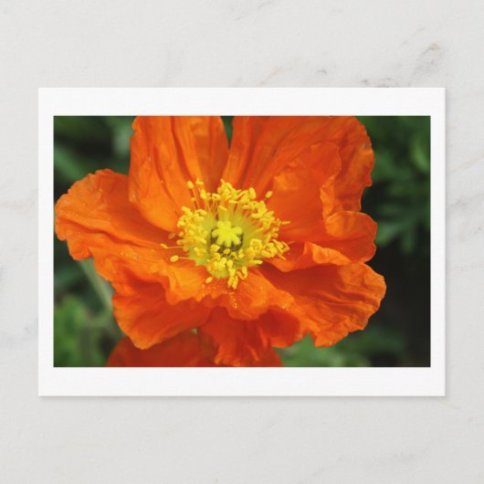 Oranje blaasbloem Briefkaarten (Voorkant)