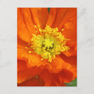 Oranje blaasbloem Briefkaarten