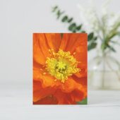 Oranje blaasbloem Briefkaarten (Staand voorkant)