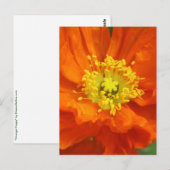 Oranje blaasbloem Briefkaarten (Voorkant / Achterkant)